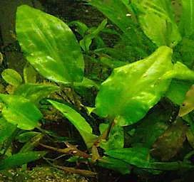 Лот: 6500347. Фото: 1. (Cryptocoryne pontederiifolia). Водные растения