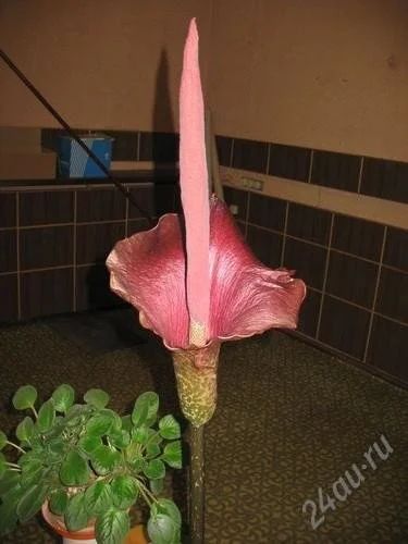 Лот: 1172608. Фото: 1. Аморфофаллюс. Горшечные растения и комнатные цветы