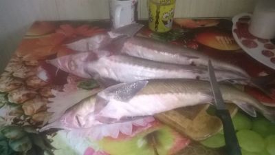Лот: 7811451. Фото: 1. Стерлядь!!!(Северная рыба). Икра, рыба, морепродукты