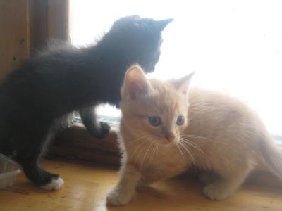 Лот: 5262893. Фото: 1. Отдам котят. Три мальчика и девочка... Кошки, котята