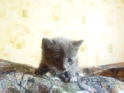 Лот: 1334952. Фото: 1. Серый котенок ищет друга, с 1... Кошки, котята