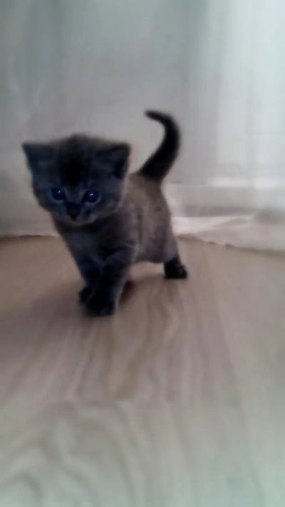 Лот: 6830691. Фото: 1. Очаровательные британцы!. Кошки, котята
