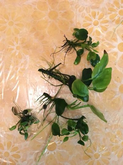 Лот: 11020226. Фото: 1. Анубиас Бартери (Anubias barteri... Водные растения
