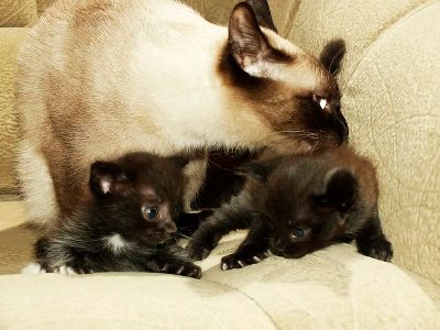 Лот: 4068986. Фото: 1. Отдаем хорошеньких котят!!!. Кошки, котята