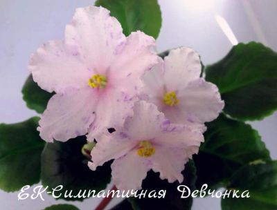 Лот: 8467414. Фото: 1. Фиалка сортовая ЕК-Симпатичная... Горшечные растения и комнатные цветы
