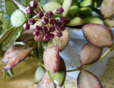 Лот: 14297733. Фото: 1. Hoya Тсанги sp. DS-70 вариегатная... Горшечные растения и комнатные цветы