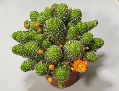 Лот: 17423936. Фото: 1. Апорокактус плетевидный (Aporocactus... Горшечные растения и комнатные цветы