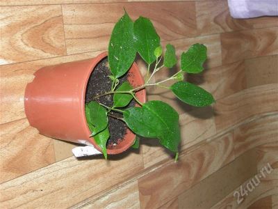 Лот: 250566. Фото: 1. фикус. Горшечные растения и комнатные цветы