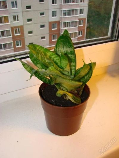 Лот: 81632. Фото: 1. Сансевиерия (Sansevieria). Горшечные растения и комнатные цветы