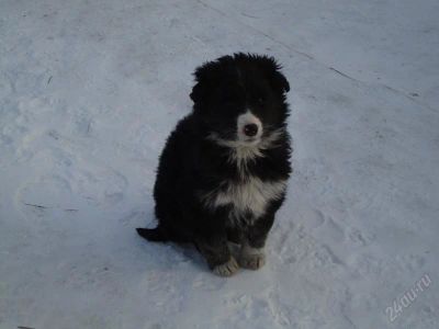 Лот: 2374629. Фото: 1. отдам красивого щенка !!!. Собаки, щенки
