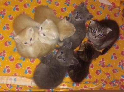 Лот: 6095769. Фото: 1. Шотландские котята. Кошки, котята