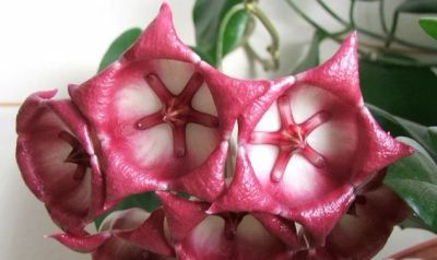 Лот: 3133200. Фото: 1. Хойя-Hoya archboldiana pink. Горшечные растения и комнатные цветы