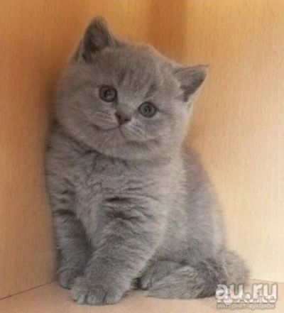 Лот: 9703976. Фото: 1. плюшевые малыши. Кошки, котята