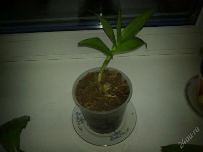 Лот: 2912820. Фото: 1. Орхидея Кинга. Горшечные растения и комнатные цветы