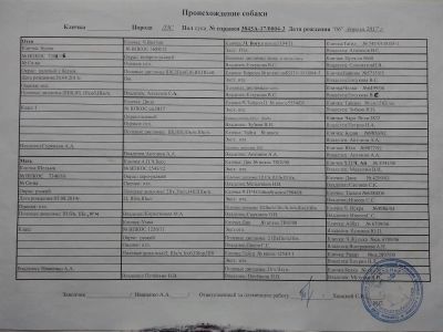 Лот: 11066385. Фото: 1. Продам Западной Сибирскую Лайку. Собаки, щенки