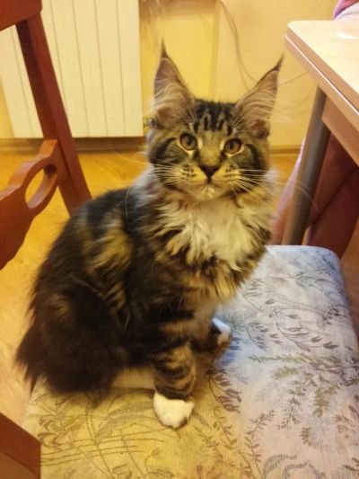 Лот: 4650818. Фото: 1. Котенок Мейн-кун по имени Льюис. Кошки, котята