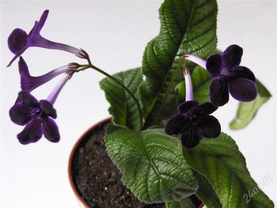 Лот: 2025962. Фото: 1. Стрептокарпус Black Gardenia... Горшечные растения и комнатные цветы
