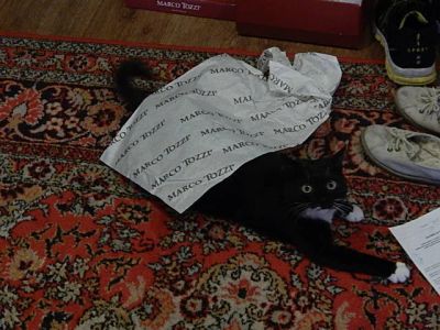 Лот: 6051811. Фото: 1. Кошка Нюша. Кошки, котята