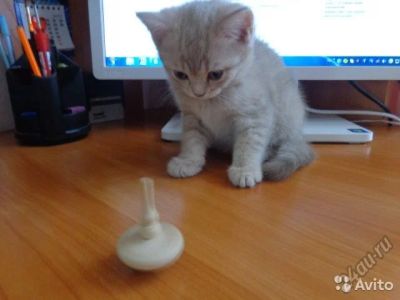 Лот: 5803806. Фото: 1. Лилово- серебристый котик. Кошки, котята