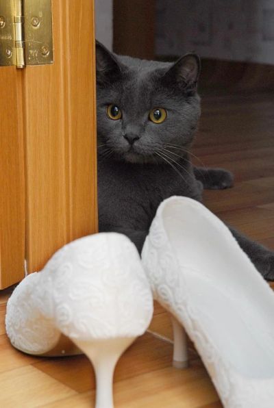 Лот: 7764968. Фото: 1. Котейка Британец. Кошки, котята