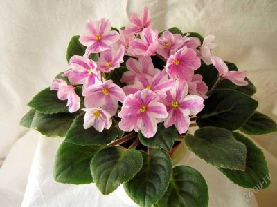 Лот: 1823525. Фото: 1. фиалка химера Ness-Spring-Blush. Горшечные растения и комнатные цветы