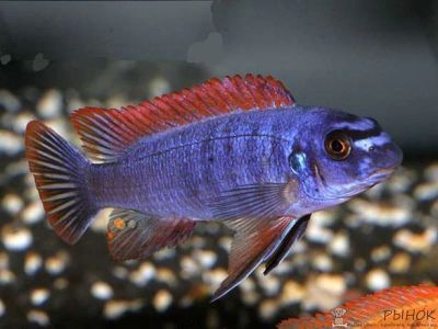 Лот: 5353369. Фото: 1. Лабеотрофеус Тревавас (Labeotropheus... Рыбки