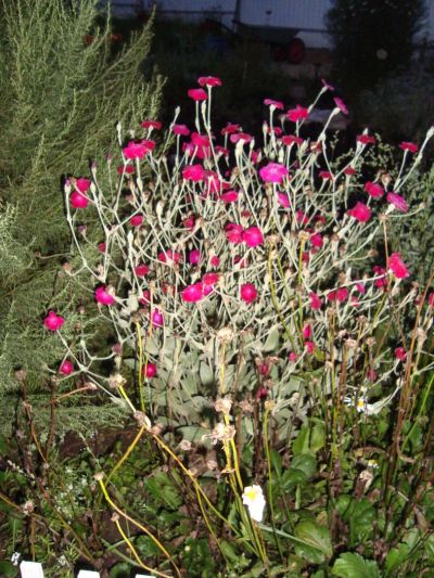 Лот: 4019002. Фото: 1. Лихнис корончатый (Lychnis coronaria... Другое (семена, рассада, садовые растения)
