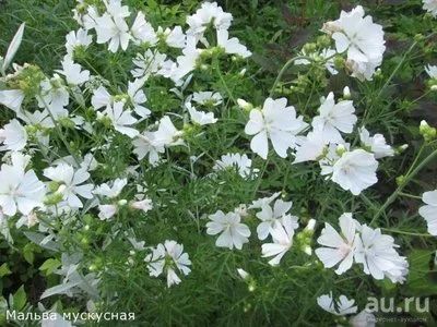 Лот: 8176991. Фото: 1. Мальва мускусная (мускатная... Садовые цветы