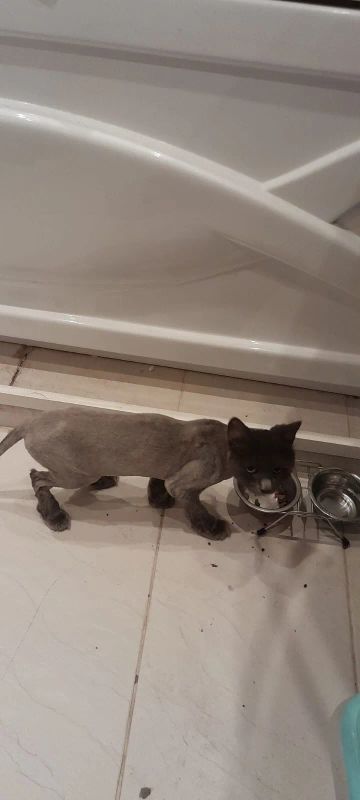 Лот: 23595924. Фото: 1. Отдам кошку в добрые руки. Кошки, котята