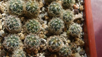 Лот: 19308477. Фото: 1. astrophytum senile. Горшечные растения и комнатные цветы