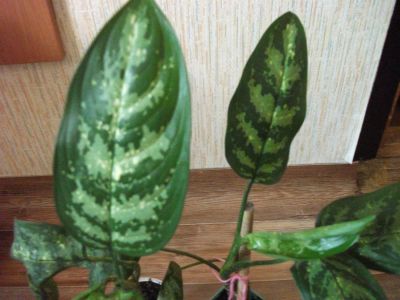 Лот: 3006689. Фото: 1. Aglaonema Pseudo Bracteatum.аглаонема... Горшечные растения и комнатные цветы