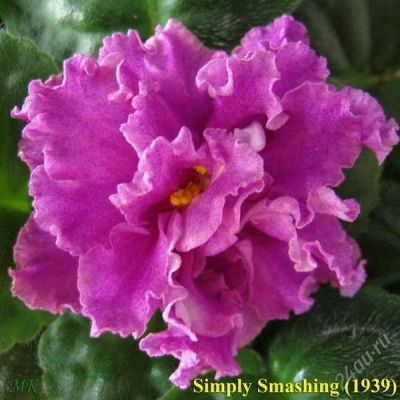 Лот: 1267403. Фото: 1. Фиалка Simply Smashing (лист). Горшечные растения и комнатные цветы