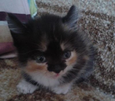 Лот: 3057432. Фото: 1. КОТЭ , маленькое счастье на ладони... Кошки, котята