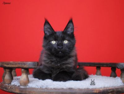 Лот: 17243868. Фото: 1. Девочка мейн кун. Кошки, котята