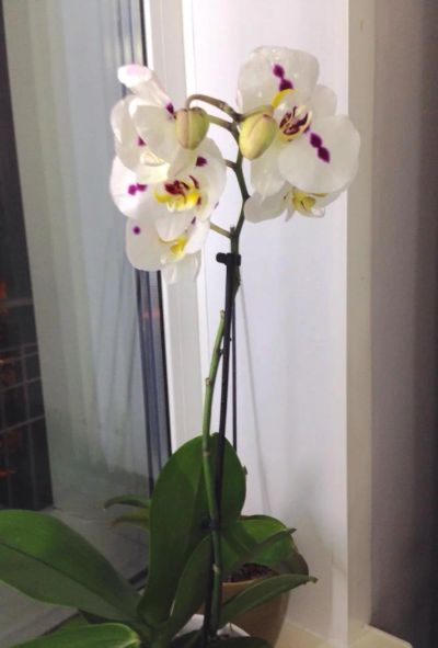 Лот: 6633970. Фото: 1. Орхидея белая в крапинку с лимонной... Горшечные растения и комнатные цветы