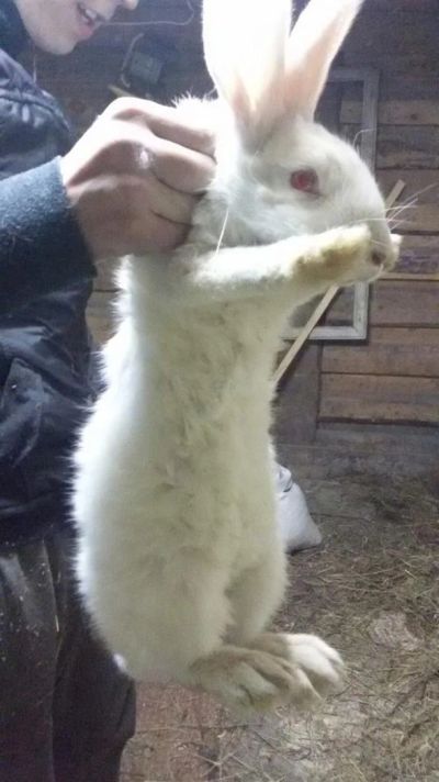 Лот: 7515223. Фото: 1. Крольчата помесь Бабочки и Калифорнийки. Остальные животные