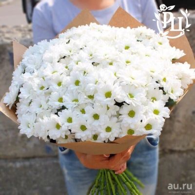 Лот: 13382354. Фото: 1. Лот №3 Хризантемма кустовая 1... Свежие цветы