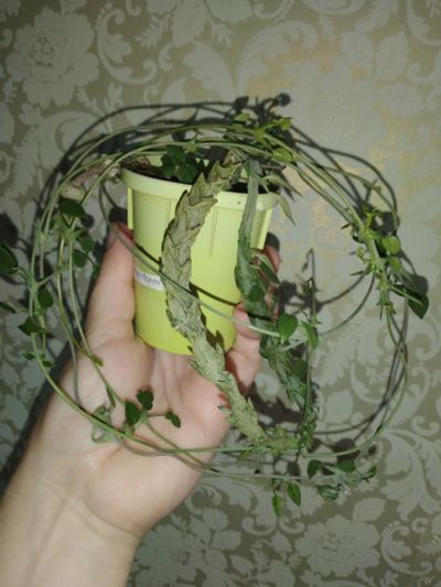 Лот: 23351333. Фото: 1. Ceropegia simoneae green form... Горшечные растения и комнатные цветы