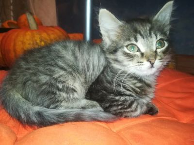 Лот: 14759901. Фото: 1. Отдам котёнка в хорошие руки. Кошки, котята