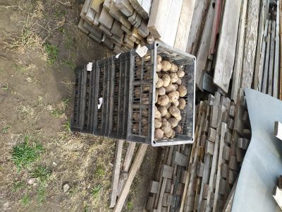 Лот: 15883863. Фото: 1. Картофель семенной. Овощи