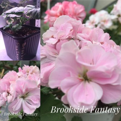 Лот: 12044347. Фото: 1. Пеларгония Brookside Fantasy. Горшечные растения и комнатные цветы