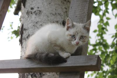 Лот: 7811998. Фото: 1. Котенок сиамского окраса, девочка... Кошки, котята