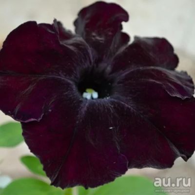 Лот: 13662627. Фото: 1. Рассада петунии крупноцветковой... Садовые цветы