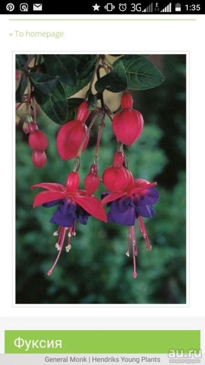 Лот: 9880460. Фото: 1. Фуксия General Moonk Red blue. Горшечные растения и комнатные цветы