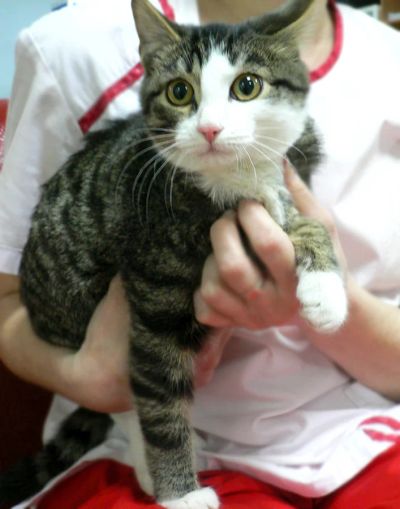 Лот: 9036836. Фото: 1. Чудесный бело-полосатый котенок... Кошки, котята