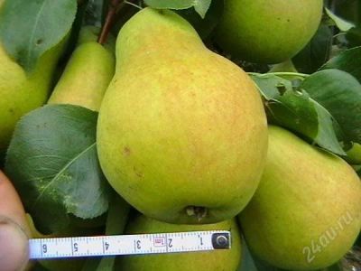 Лот: 976721. Фото: 1. Груша Северянка саженец привитый. Другое (семена, рассада, садовые растения)
