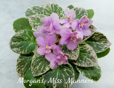 Лот: 8500841. Фото: 1. Минифиалка сортовая Morgan’s Miss... Горшечные растения и комнатные цветы