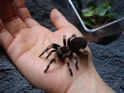 Лот: 2406934. Фото: 1. Acanthoscurria geniculata Акантоскурия... Остальные животные