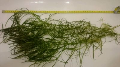 Лот: 9653632. Фото: 1. Погостемон Октопус прополка срочно... Водные растения