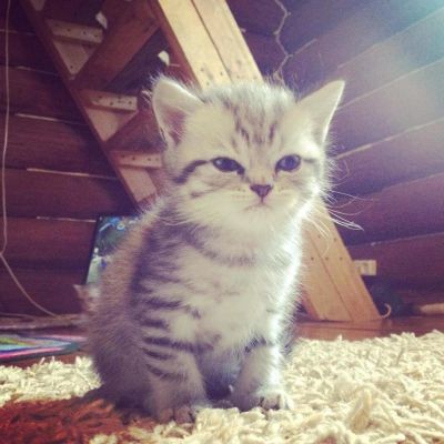 Лот: 9939362. Фото: 1. прямоухий шотландец. Кошки, котята